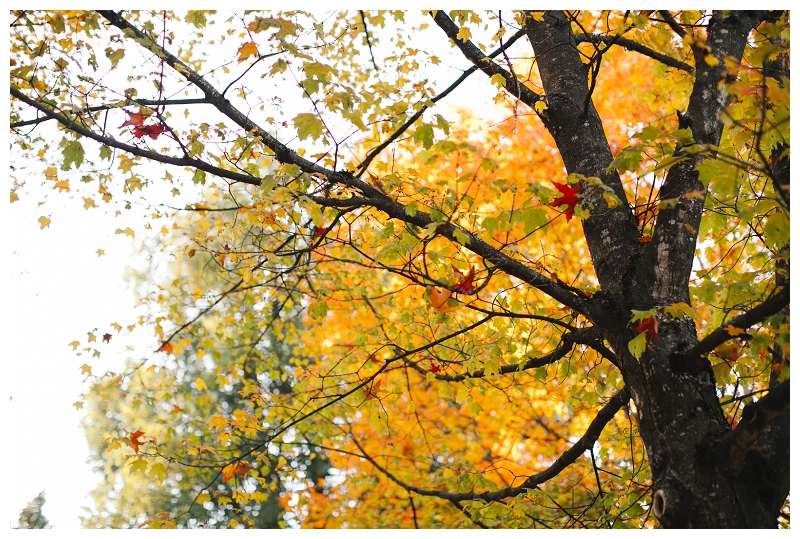 Deer Lake Park Fall Engagement Photos-30